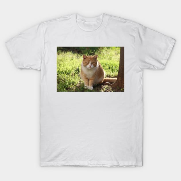 Neighborhood Visitor Cat Portrait T-Shirt by Sandraartist